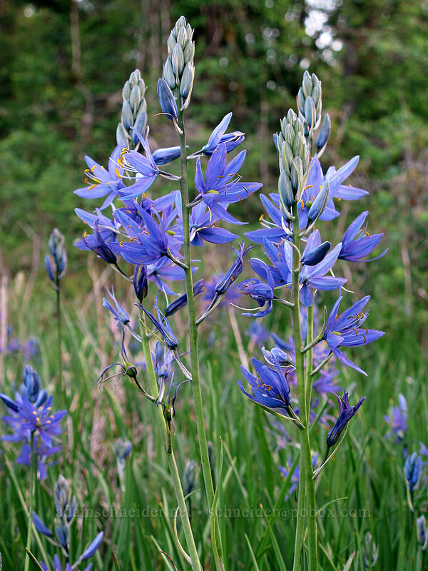 great camas (Camassia leichtlinii ssp. suksdorfii) [Camassia Natural Area, West Linn, Clackamas County, Oregon]