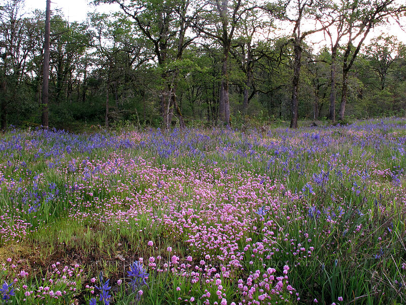camas & rosy plectritis (Camassia quamash, Plectritis congesta) [Camassia Natural Area, West Linn, Clackamas County, Oregon]