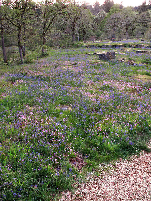 camas & rosy plectritis (Camassia quamash, Plectritis congesta) [Camassia Natural Area, West Linn, Clackamas County, Oregon]