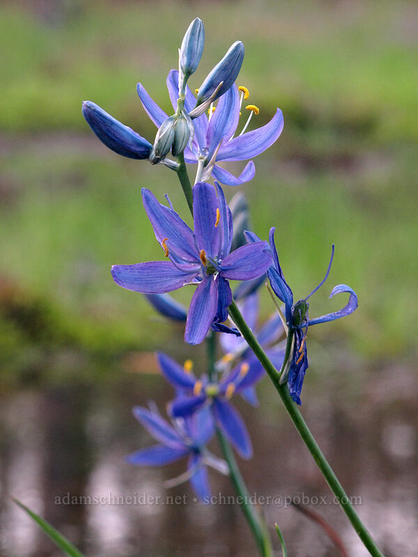 camas (Camassia quamash) [Camassia Natural Area, West Linn, Clackamas County, Oregon]