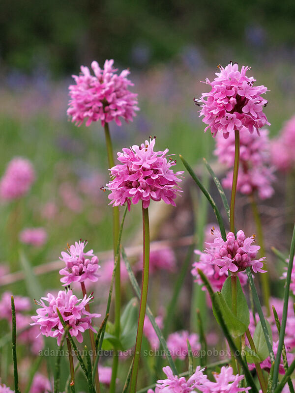 rosy plectritis (Plectritis congesta) [Camassia Natural Area, West Linn, Clackamas County, Oregon]