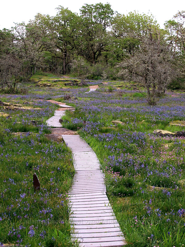 trail through camas (Camassia quamash) [Camassia Natural Area, West Linn, Clackamas County, Oregon]