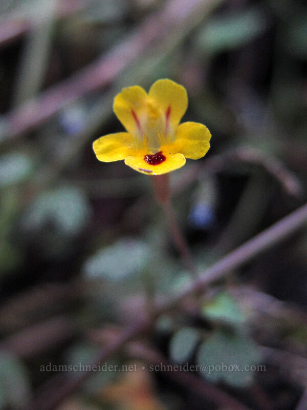 chickweed monkeyflower (Erythranthe alsinoides (Mimulus alsinoides)) [Camassia Natural Area, West Linn, Clackamas County, Oregon]