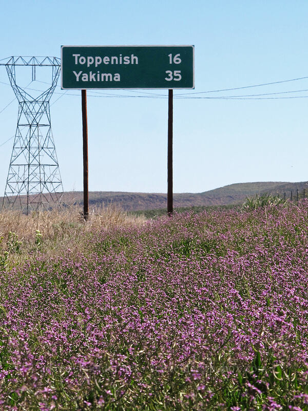 blue mustard (Chorispora tenella) [U.S. Highway 97, Yakama Indian Reservation, Yakima County, Washington]