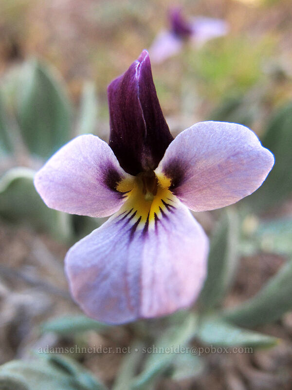 sagebrush violet (Viola trinervata) [L.T. Murray/Whiskey Dick Wildlife Area, Kittitas County, Washington]