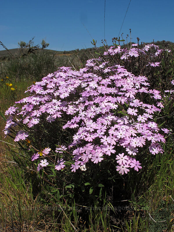 showy phlox (Phlox speciosa) [L.T. Murray/Whiskey Dick Wildlife Area, Kittitas County, Washington]