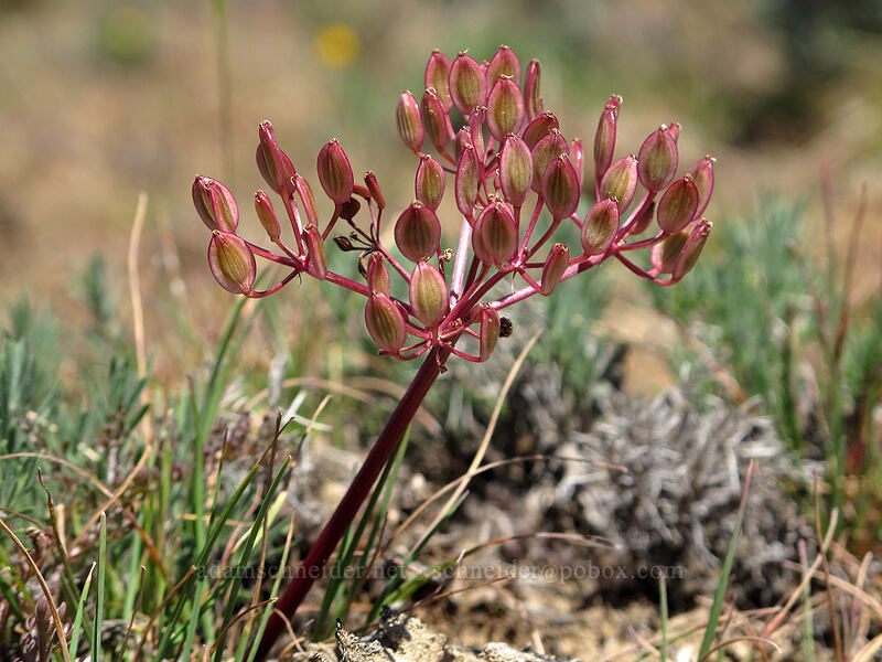 Canby's desert-parsley fruits (Lomatium canbyi) [L.T. Murray/Whiskey Dick Wildlife Area, Kittitas County, Washington]