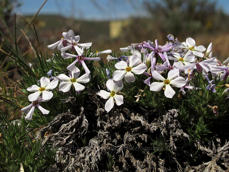Douglas' phlox (Phlox douglasii) [L.T. Murray/Whiskey Dick Wildlife Area, Kittitas County, Washington]