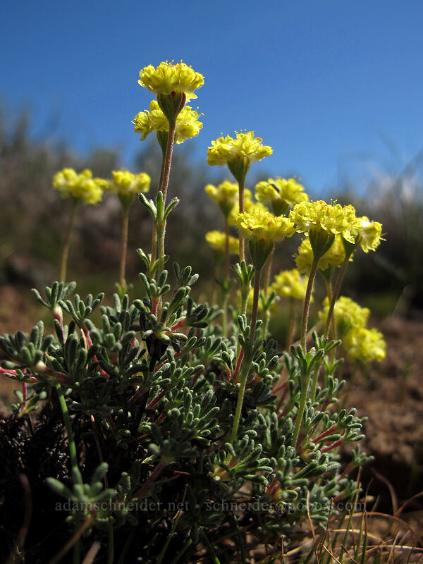 thyme-leaved buckwheat (Eriogonum thymoides) [L.T. Murray/Whiskey Dick Wildlife Area, Kittitas County, Washington]