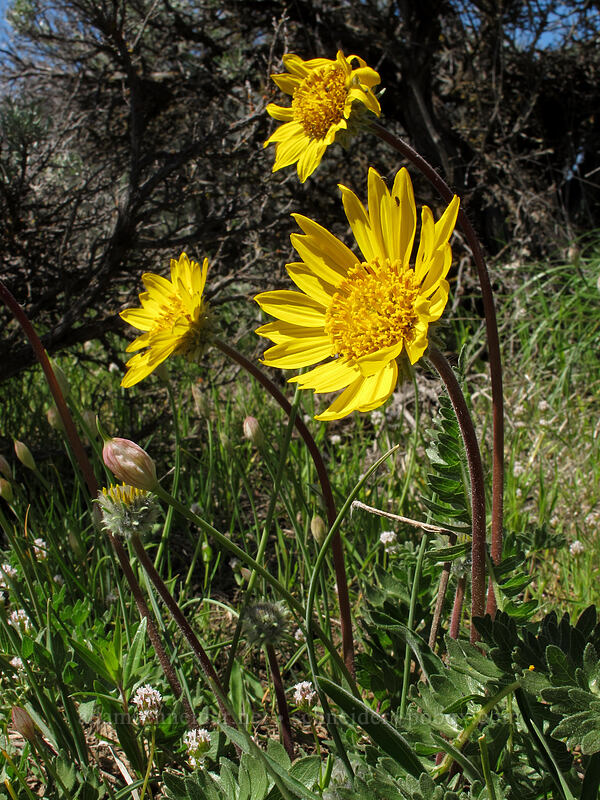 Hooker's balsamroot, onions, & white plectritis (Balsamorhiza hookeri, Allium sp., Plectritis macrocera) [L.T. Murray/Whiskey Dick Wildlife Area, Kittitas County, Washington]