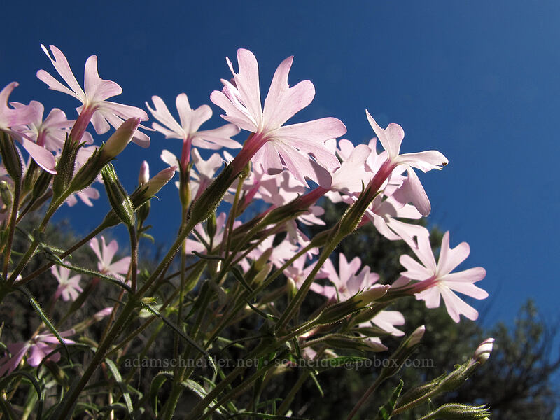 showy phlox (Phlox speciosa) [L.T. Murray/Whiskey Dick Wildlife Area, Kittitas County, Washington]