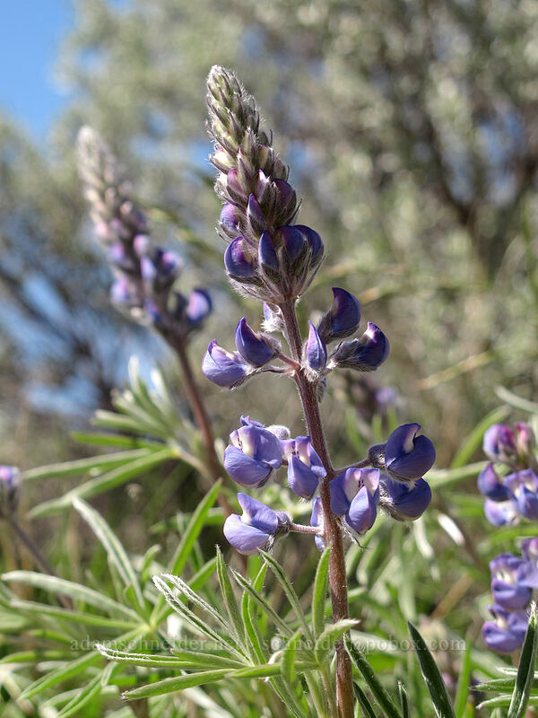 silky lupine (Lupinus sericeus) [L.T. Murray/Whiskey Dick Wildlife Area, Kittitas County, Washington]