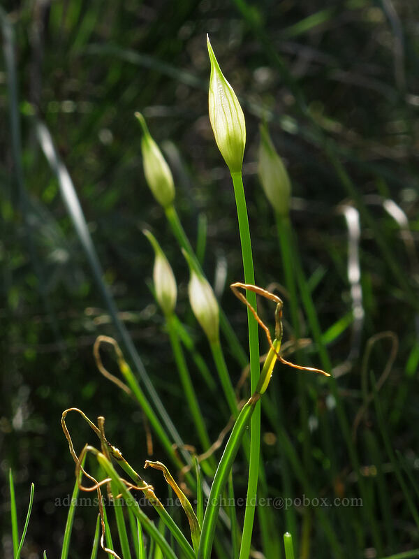 onions, budding (Allium sp.) [L.T. Murray/Whiskey Dick Wildlife Area, Kittitas County, Washington]