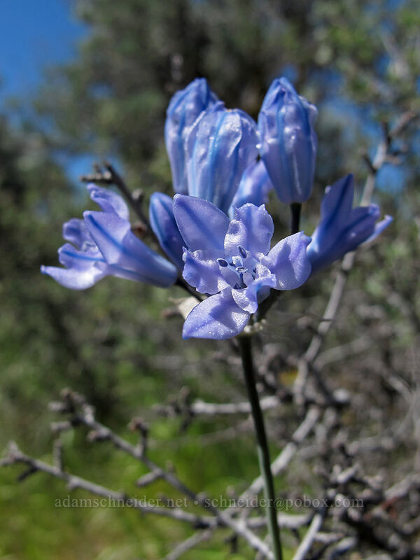 large-flowered cluster-lily (Triteleia grandiflora var. grandiflora (Brodiaea douglasii)) [L.T. Murray/Whiskey Dick Wildlife Area, Kittitas County, Washington]