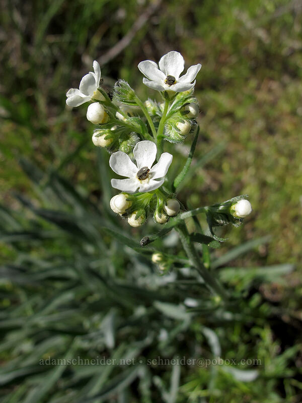 sagebrush stickseed (Hackelia diffusa var. arida) [L.T. Murray/Whiskey Dick Wildlife Area, Kittitas County, Washington]