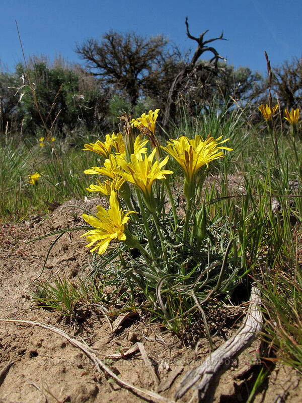false agoseris (Nothocalais troximoides (Microseris troximoides)) [L.T. Murray/Whiskey Dick Wildlife Area, Kittitas County, Washington]