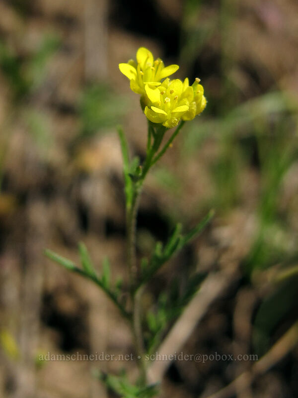 narrow-leaf tansy-mustard (Descurainia longipedicellata (Descurainia incisa ssp. filipes)) [L.T. Murray/Whiskey Dick Wildlife Area, Kittitas County, Washington]