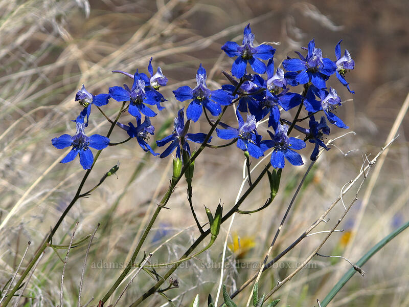upland larkspur (Delphinium nuttallianum) [Ancient Lakes Trail, Grant County, Washington]