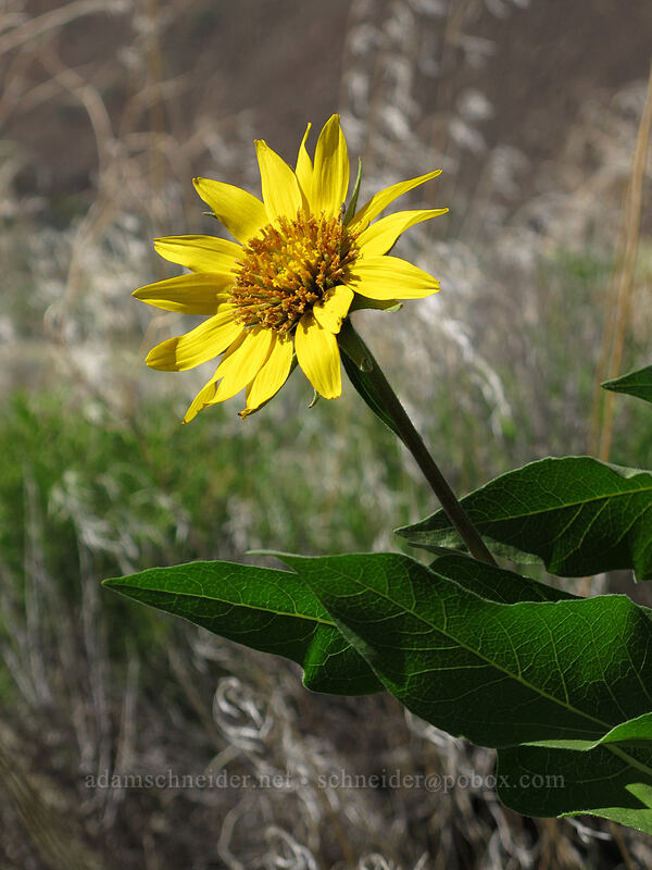 Carey's balsamroot (Balsamorhiza careyana) [Ancient Lakes Trail, Grant County, Washington]
