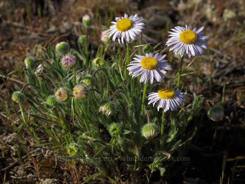 cushion fleabane (Erigeron poliospermus) [Ancient Lakes Trail, Grant County, Washington]