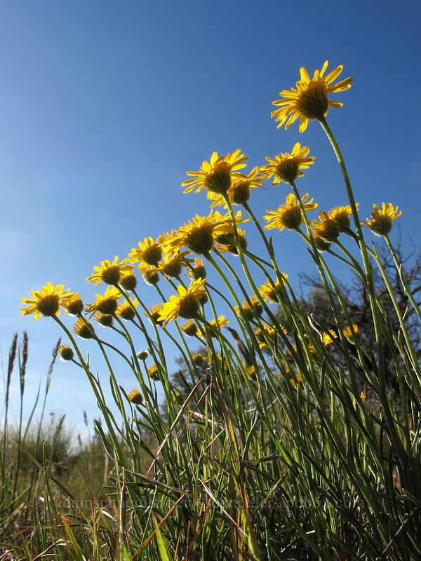 desert yellow daisy (Erigeron linearis) [Ancient Lakes Trail, Grant County, Washington]