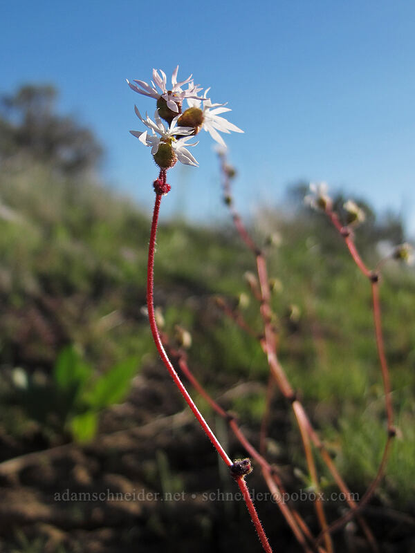 prairie stars (Lithophragma glabrum) [Beezley Hills Preserve, Grant County, Washington]