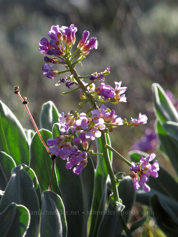 dagger-pod (Phoenicaulis cheiranthoides) [Beezley Hills Preserve, Grant County, Washington]