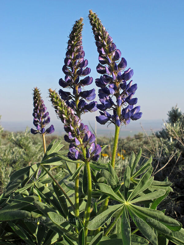 big-leaf lupines (Lupinus polyphyllus) [Beezley Hills Preserve, Grant County, Washington]