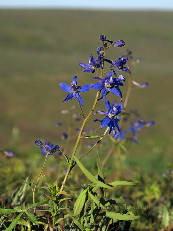 upland larkspur (Delphinium nuttallianum) [Beezley Hills Preserve, Grant County, Washington]