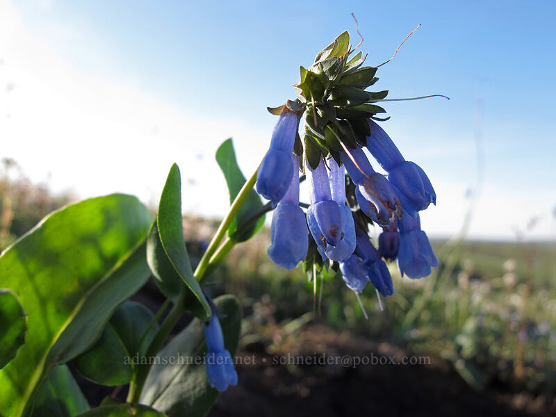 small bluebells (Mertensia longiflora) [Beezley Hills Preserve, Grant County, Washington]