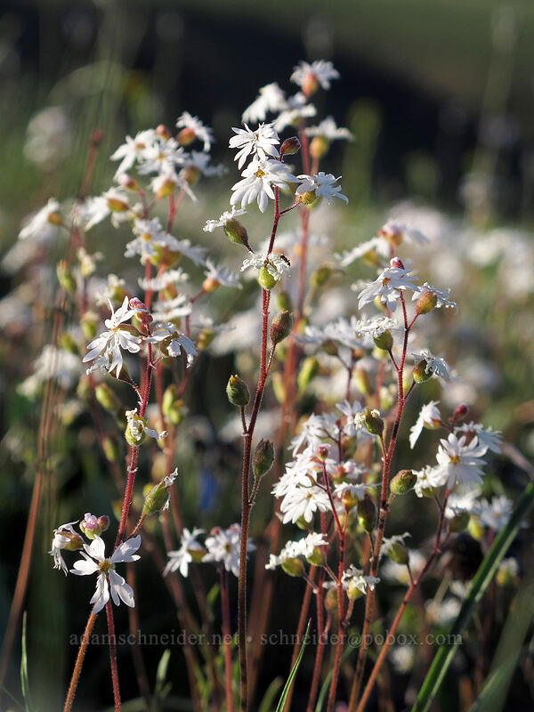 slender prairie stars (Lithophragma tenellum) [Beezley Hills Preserve, Grant County, Washington]