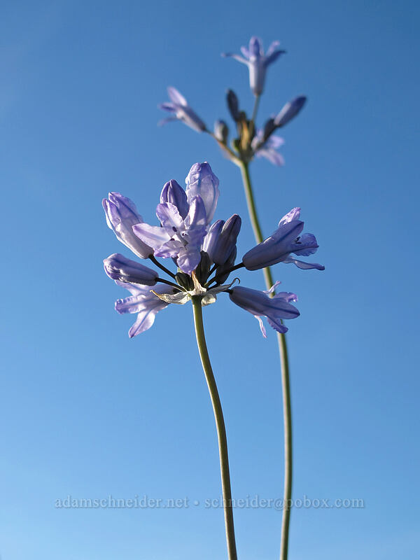 large-flowered cluster-lilies (Triteleia grandiflora var. grandiflora (Brodiaea douglasii)) [Beezley Hills Preserve, Grant County, Washington]