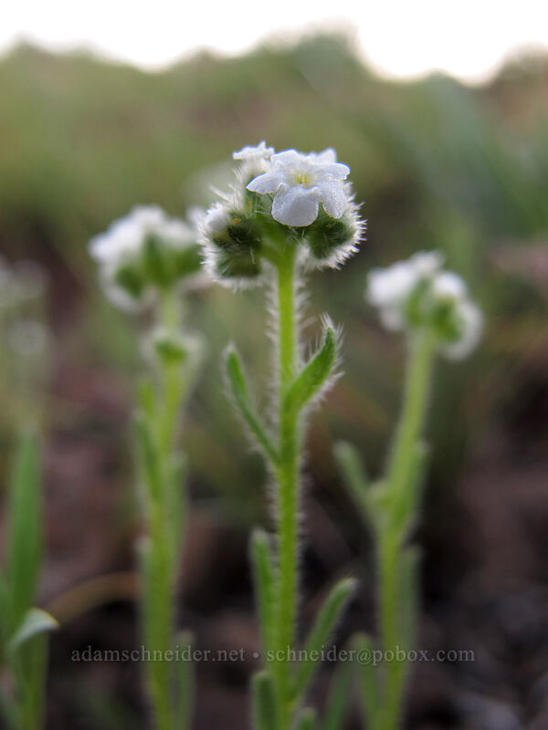 cryptantha (Cryptantha sp.) [Beezley Hills Preserve, Grant County, Washington]