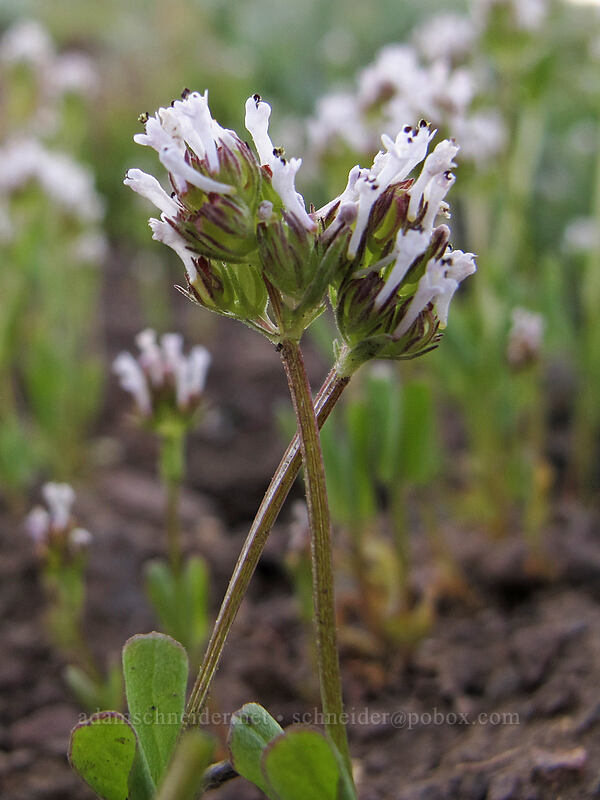 white plectritis (Plectritis macrocera) [Beezley Hills Preserve, Grant County, Washington]