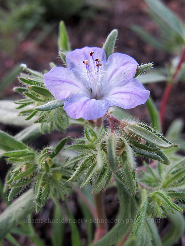 thread-leaf phacelia (Phacelia linearis) [Beezley Hills Preserve, Grant County, Washington]