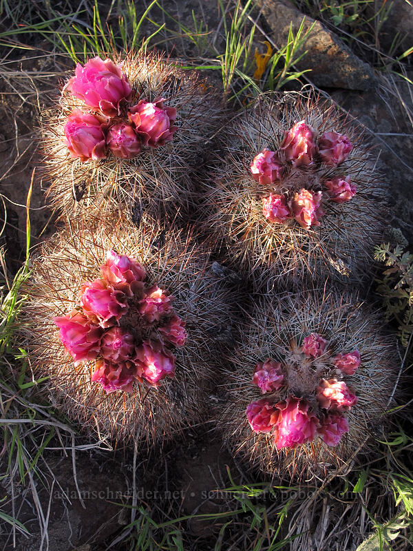 Columbia Plateau cactus (Pediocactus nigrispinus (Pediocactus simpsonii var. robustior)) [Beezley Hills Preserve, Grant County, Washington]