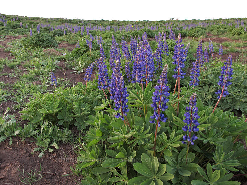 big-leaf lupine (Lupinus polyphyllus) [Beezley Hills Preserve, Grant County, Washington]
