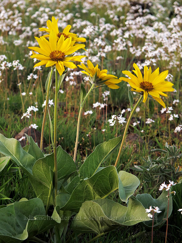 arrow-leaf balsamroot & prairie stars (Balsamorhiza sagittata, Lithophragma parviflorum) [Beezley Hills Preserve, Grant County, Washington]