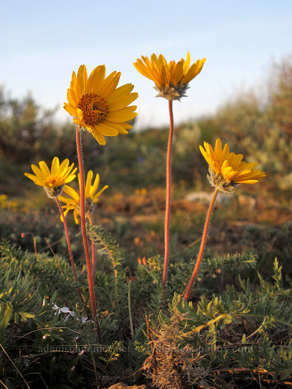 Hooker's balsamroot (Balsamorhiza hookeri) [Beezley Hills Preserve, Grant County, Washington]