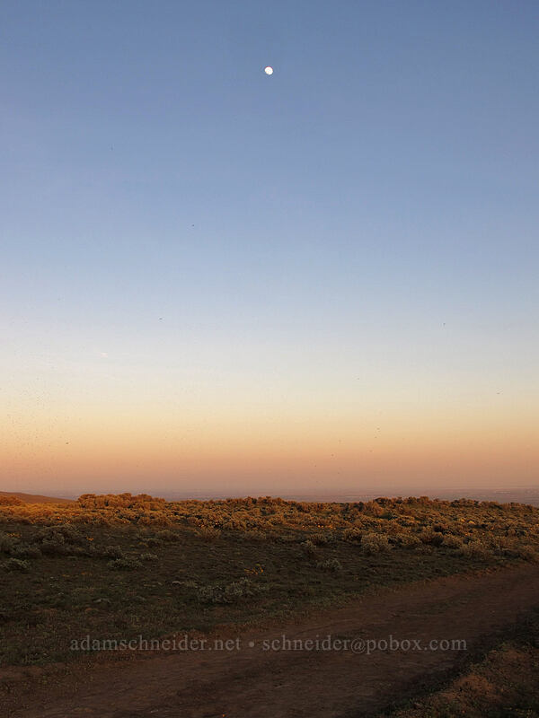 moonrise over sagebrush (Artemisia tridentata) [Beezley Hills Preserve, Grant County, Washington]