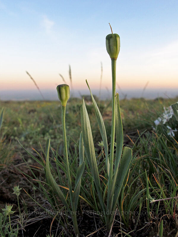 yellow bells seed-pods (Fritillaria pudica) [Beezley Hills Preserve, Grant County, Washington]