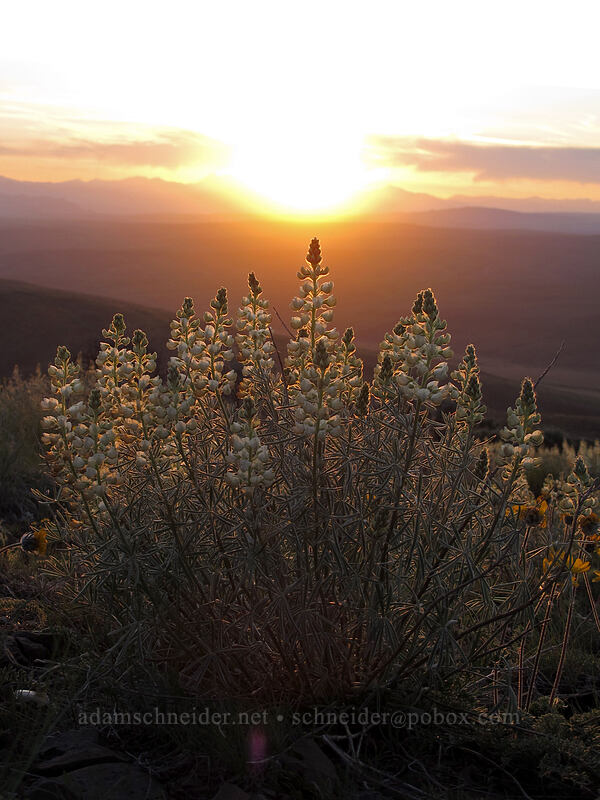 sulphur lupine (Lupinus sulphureus ssp. sulphureus) [Monument Hill, Grant County, Washington]