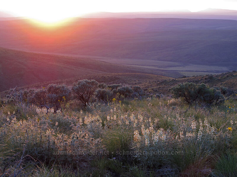 sulphur lupine & sagebrush (Lupinus sulphureus ssp. sulphureus) [Monument Hill, Grant County, Washington]