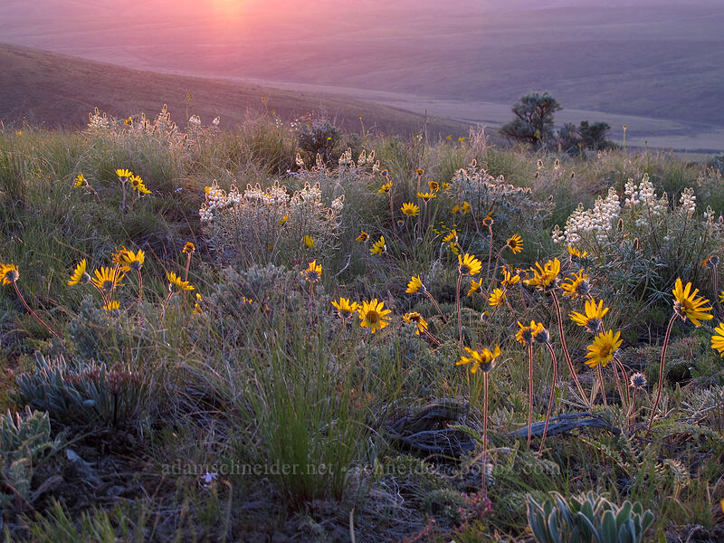 Hooker's balsamroot & sulphur lupine (Balsamorhiza hookeri, Lupinus sulphureus) [Monument Hill, Grant County, Washington]