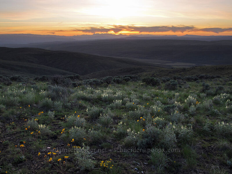 Hooker's balsamroot & sulphur lupine (Balsamorhiza hookeri, Lupinus sulphureus) [Monument Hill, Grant County, Washington]