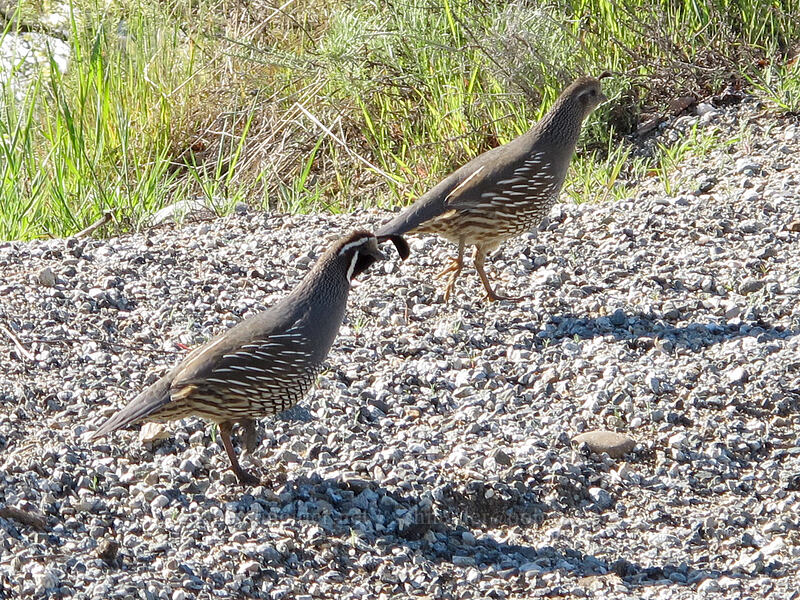 California quail (Callipepla californica) [4th Street, Chelan Falls, Chelan County, Washington]