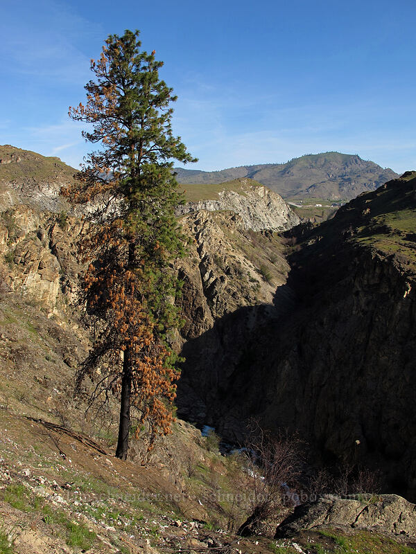 Chelan River Gorge & half-burned pine tree [Gorge Road, Chelan Falls, Chelan County, Washington]