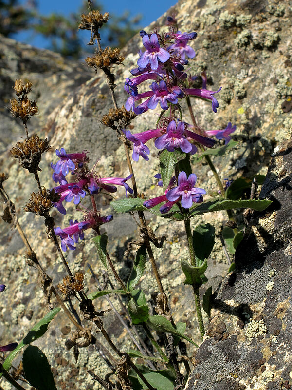 Chelan penstemon (Penstemon pruinosus) [Gorge Road, Chelan Falls, Chelan County, Washington]