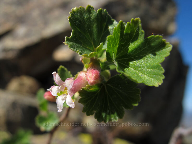 wax currant (Ribes cereum) [Chelan Butte, Chelan County, Washington]