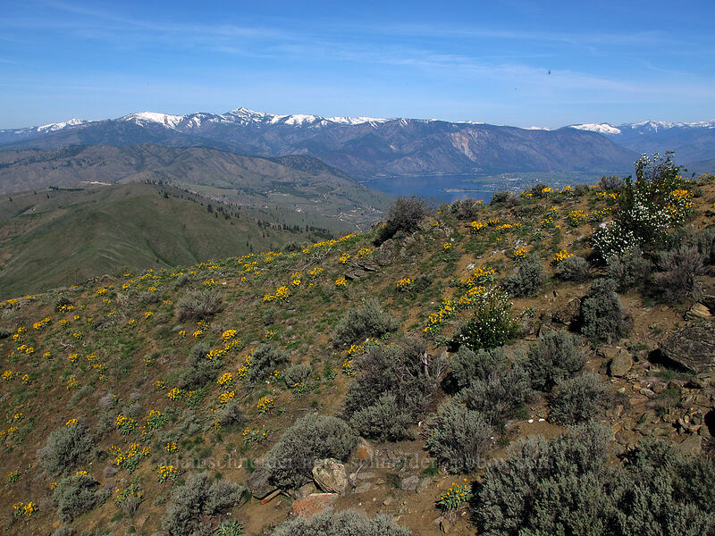 Chelan Mountains & arrow-leaf balsamroot (Balsamorhiza sagittata) [Chelan Butte, Chelan County, Washington]